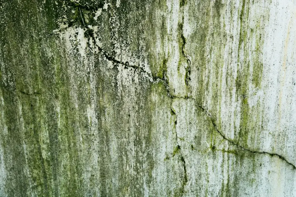 The Puretrek Mold Removal Story: Dedicated to a Healthier Hickory